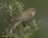 Mountain Chiffchaff - Phylloscopus sindianus