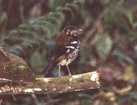 Red-backed Thrush - Zoothera erythronota