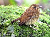 Eyebrowed Jungle Flycatcher - Rhinomyias gularis