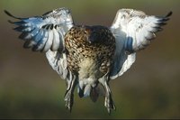 Australian Wood Duck