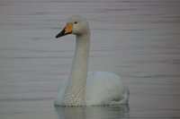 Whooper Swan - Cygnus cygnus