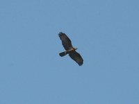 European Honey-Buzzard - Pernis apivorus