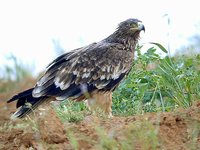 Imperial Eagle - Aquila heliaca