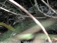 Black-breasted Buttonquail - Turnix melanogaster