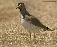 Spot-breasted Lapwing - Vanellus melanocephalus