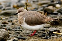 Magellanic Plover - Pluvianellus socialis