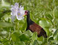 Wattled Jacana (Jacana jacana) photo