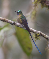 Violet-tailed Sylph (Aglaiocercus coelestis) photo