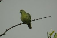 Pink-necked Pigeon - Treron vernans