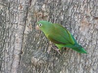 Orange-chinned Parakeet - Brotogeris jugularis