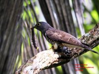 Indian Cuckoo - Cuculus micropterus