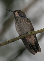 Brown Violet-ear - Colibri delphinae