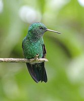 Steely-vented Hummingbird - Saucerottia saucerrottei