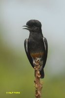 Swallow-wing - Chelidoptera tenebrosa