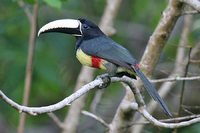 Black-necked Aracari - Pteroglossus aracari