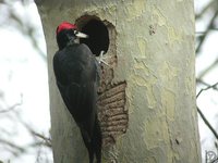 Black Woodpecker - Dryocopus martius