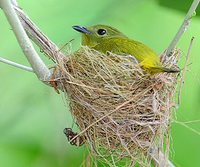 Orange-collared Manakin - Manacus aurantiacus