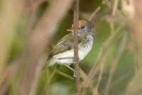 Black-and-white Tody-Tyrant - Poecilotriccus capitalis