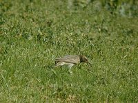 Red-throated Pipit - Anthus cervinus