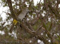 Flavescent Bulbul - Pycnonotus flavescens