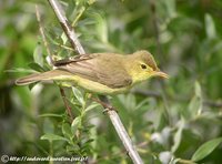 Melodious Warbler - Hippolais polyglotta