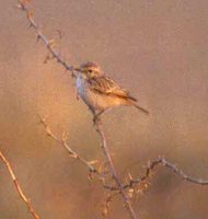 White-browed Bushchat - Saxicola macrorhyncha