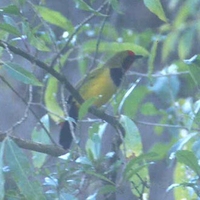 Doherty's Bushshrike - Telophorus dohertyi