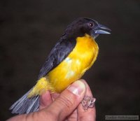 Forest Weaver - Ploceus bicolor