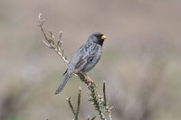 Mourning Sierra-Finch - Phrygilus fruticeti