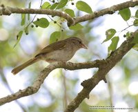 Olive Sparrow - Arremonops rufivirgatus