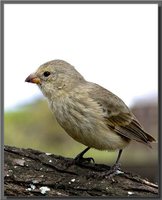 Small Ground-Finch - Geospiza fuliginosa