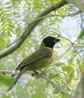 Crimson-Collared Grosbeak - Rhodothraupis celaeno