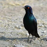 Red-shouldered Glossy-starling (Lamprotornis nitens)