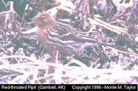 Red-throated Pipit  (Gambell, St. Lawrence Island, Alaska)
