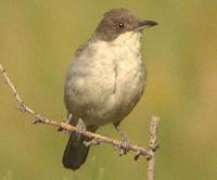 Eastern Orphean Warbler