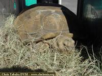 African Spurred Tortoise, Geochelone sulcata