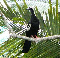 Blue-throated Piping-guan