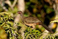 Chaco  chachalaca