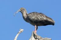 Plumbeous  ibis   -   Theristicus  caerulescens   -   Ibis  plumbeo