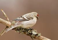 Hoary Redpoll