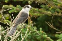 Gray Jay