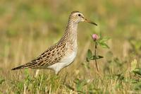 Pectoral Sandpiper