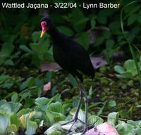 Wattled Ja