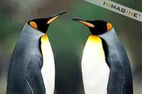 King Penguin (Aptenodytes patagonicus) photo