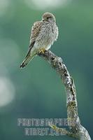 Common Kestrel , sitting on a branch stock photo