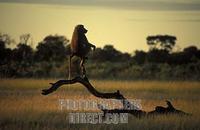 Chacma baboon , Papio cynocephalus ursinus , Hwange National Park , Zimbabwe stock photo