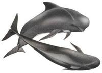 Short-finned pilot whale