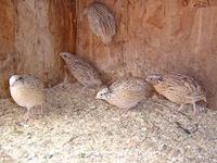 Japanese Quail