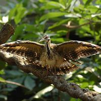 Sunbittern