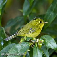 Whistler's Warbler